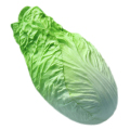 Green Chinese Cabbage(big) MHSC14009