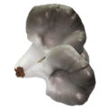 Artificial Four-head Mushroom MHSC14016