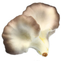 Artificial Five-head Mushroom MHSC14017