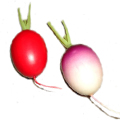 Artificial Radish MHSC14022