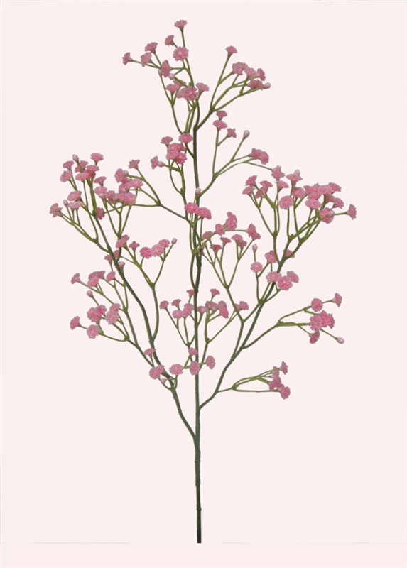 babysbreath