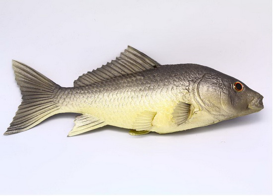 Little Blace Carp  Cyprinoid  MH05223