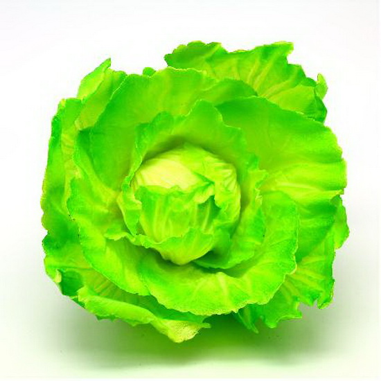 pamphrey   Cabbage  MH053225